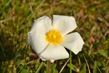Fotografía de una flor silvestre blanca y amarilla