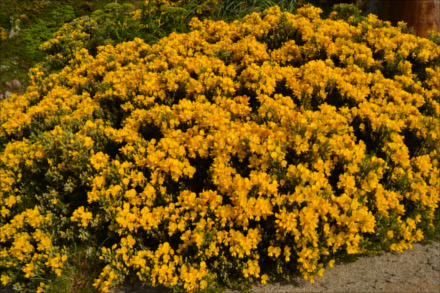 Fotografía de las flores amarillas del toxo gallego